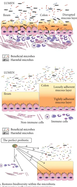 Figure 1: Gut microbiota in health condition and IBD and functions of “the perfect probiotic”.