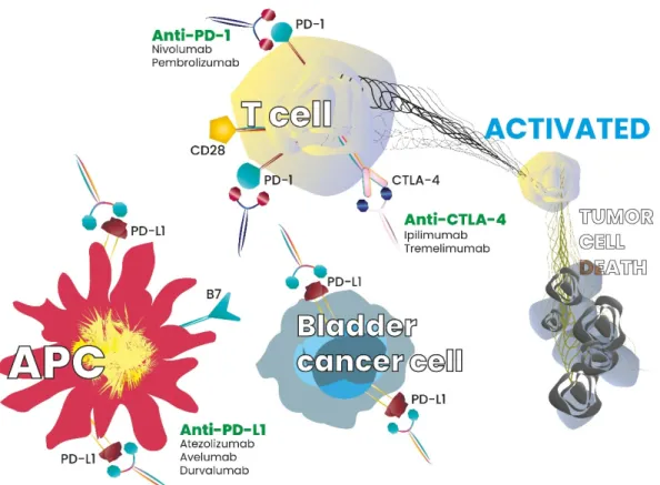 Figure 1. Checkpoint inhibitors and interaction with the immune system or tumor cells