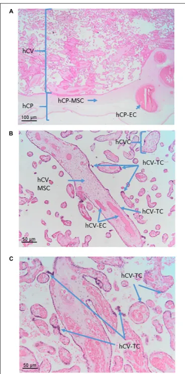 FIGURE 6 | Cell populations from chorionic plate and chorionic villi. Histological images of human chorionic plate (hCP) and chorionic villi (hCV)