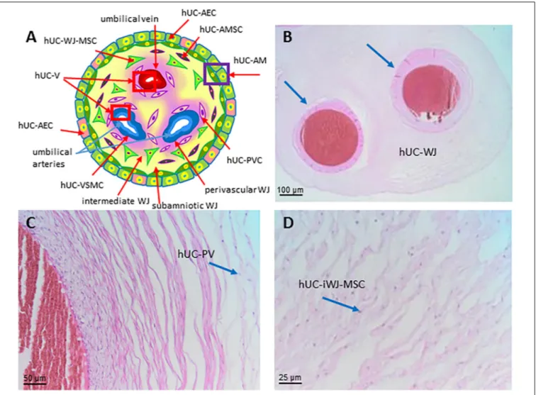 FIGURE 8 | Structure and cell populations from the umbilical cord. (A) Schematic structure of the human umbilical cord showing the presence on the surface of the amniotic membrane (hUC-AM) made of hUC-AEC and hUC-AMSC and the different regions of Wharton’s