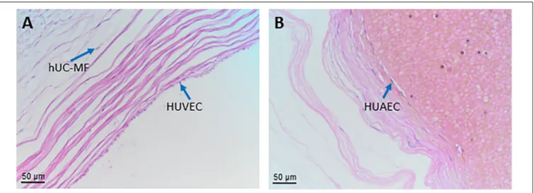FIGURE 9 | Cells from blood vessels of human umbilical cord. Histological sections of human umbilical vein (A) and artery (B) at low magnification (20x).