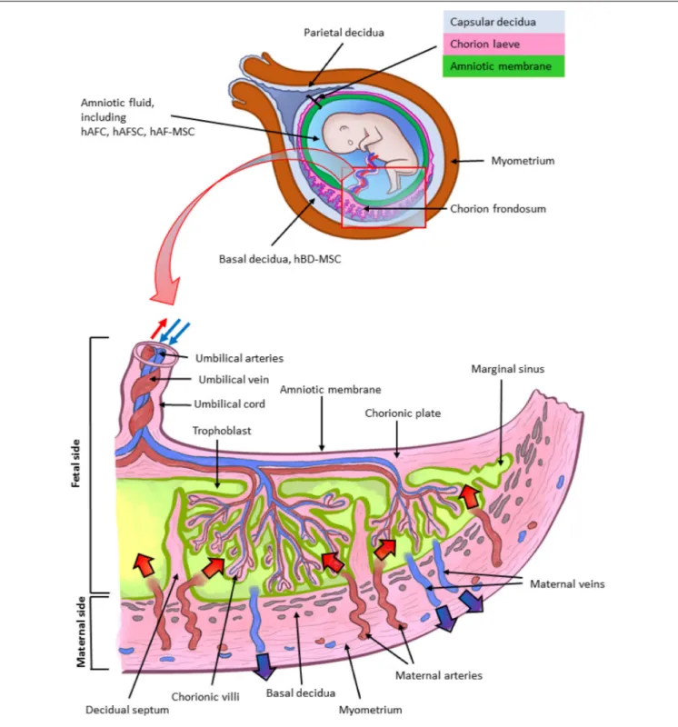 FIGURE 1 | Architecture of the human term placenta. General overview of the relationship between the basal decidua (maternal side/component of the human placenta) and the fetal side/component of the human placenta represented by the chorion frondosum, the 