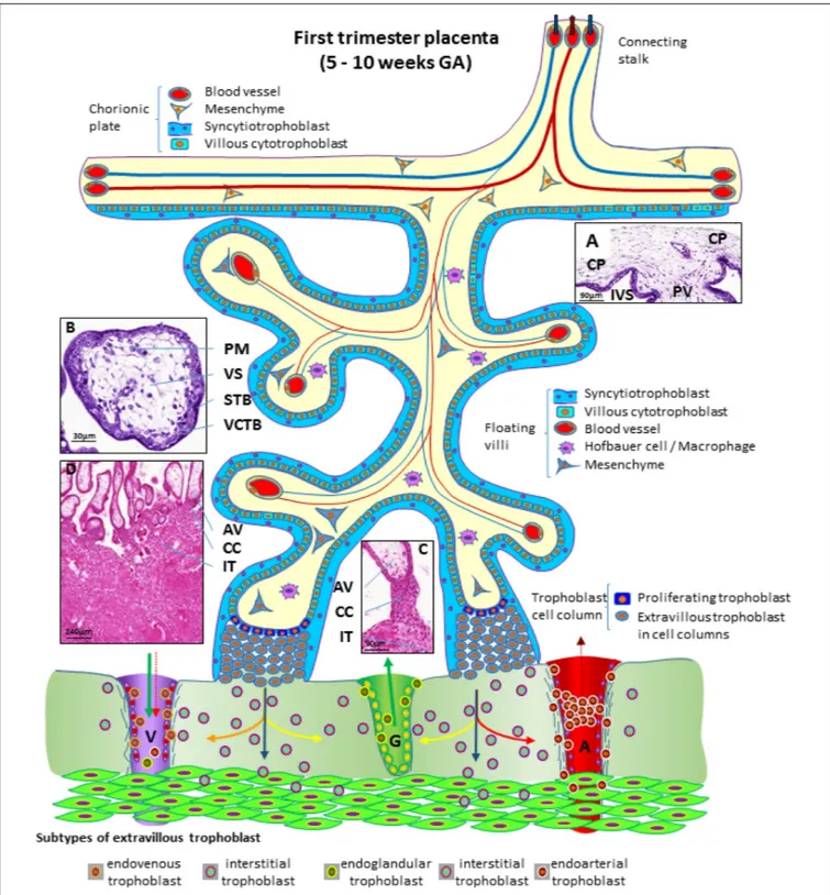 FIGURE 3 | Schematic representation of a human placenta during the first trimester of pregnancy