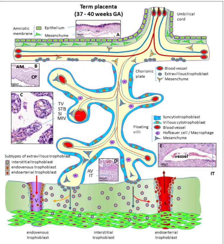 FIGURE 4 | Schematic representation of a human placenta at term. The amniotic membrane is the layer closest to the fetus and is attached to the chorionic plate mesenchyme from which large stem villi reach into the intervillous space