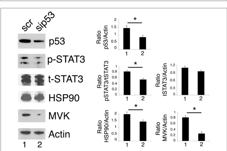 FIGURE 3 | and then treated with 100 µM AG490 for 48 h were analyzed by western blot for the expression of p53 and MVK