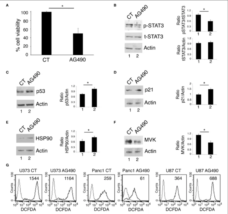 FIGURE 5 | STAT3 inhibition in wtp53 U87 cells reduces cell survival and increase p53 and p21 expression and inhibits the mevalonate pathway
