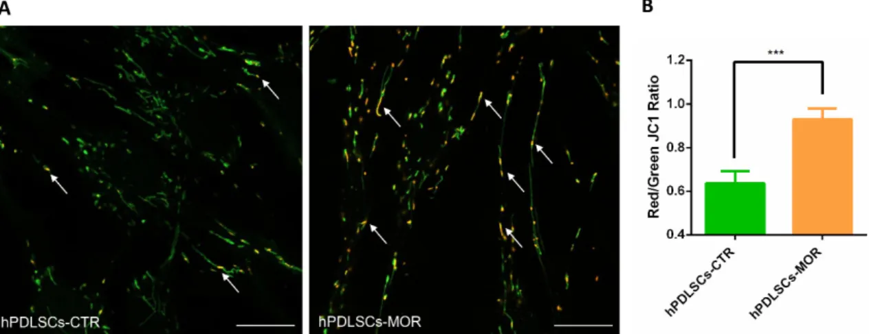 Figure 8. Mitochondrial membrane potential. (A) Representative images of hPDLSCs-CTR and  hPDLSCs-MOR treated cells stained with JC1