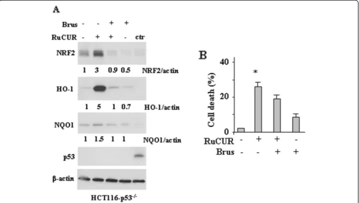 Fig. 6 RuCUR compound induces NRF2 pathway in wtp53-carrying cancer cells. (a) Oxidant species production in RKO and HCT116 cells after RuCUR (100 μM) treatment for 16 h evaluated by 2′,7′-dichlorofluorescein diacetate (DC-FDA) staining and assessed by Flu