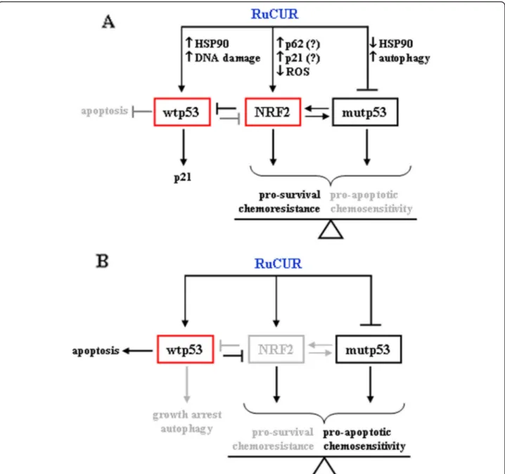 Fig. 8 Schematic representation of the effect of RuCUR in cancer cells. (a) RuCUR induced NRF2, degraded mutp53 and induced wtp53, although not the apoptotic activity