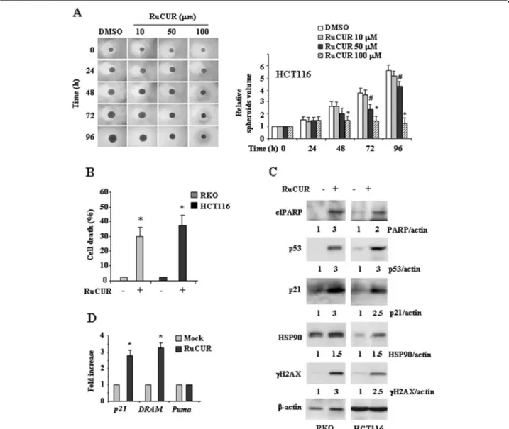 Fig. 3 RuCUR compound reduces proliferation and induces cell death in wild-type (wt) p53-carrying cancer cells