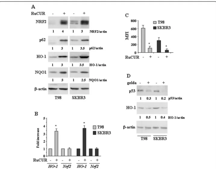 Fig. 4 RuCUR compound induces NRF2 pathway in mutp53-carrying cancer cells. (a) Western blot analysis of the indicated protein was performed in T98 and SKBR3 cells untreated or treated with RuCUR (100 μM) for 24 h