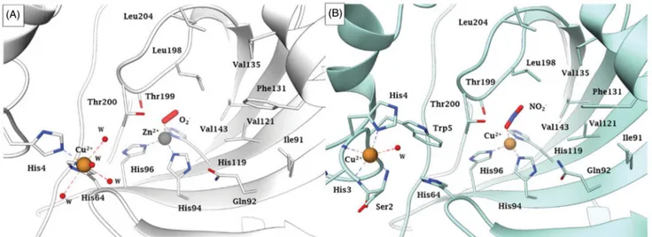 Figure 4. Representation of the binding of A) O 2  to a Zn 2þ /Cu 2þ hCA II (pdb 5EOI 33 ) and B) nitrite to Cu 2þ substituted Cu 2 -hCA II (pdb 6PDV 43 ) Distances of the