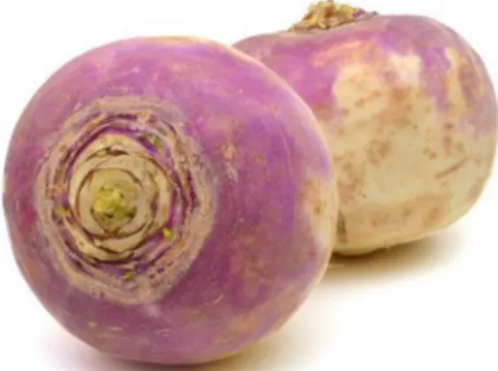 Fig. 1 Rutabaga root vegetable from Brassica napus L.