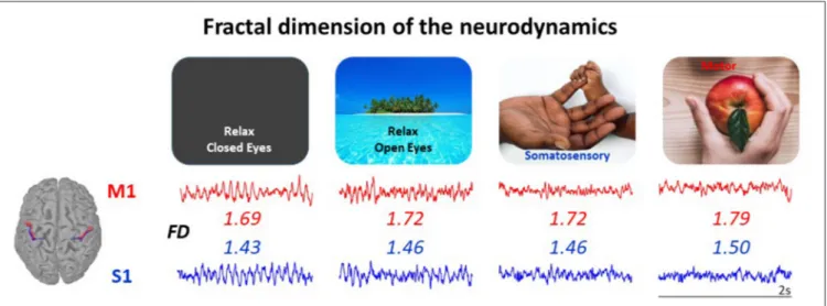 FIGURE 1 | The neurodynamics complexity measured via its fractal dimension (FD) is a single number enabling to characterize the state of a neuronal network node, even at rest