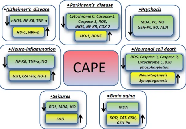 Figure 1. CAPE effects on intracellular molecules and pathways in different neurologic disorders