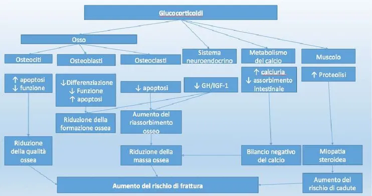Figura  1  –  Fisiopatologia  dell’osteoporosi  indotta  da  glococorticoidi  (modificato  da  Canalis  E,  Mazziotti  G,  Giustina  A,  et  al