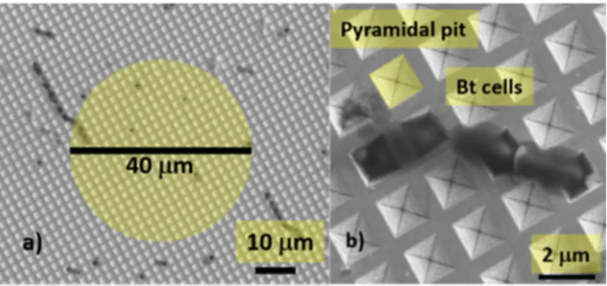 Figure 1 shows two Scanning Electron Microscope (SEM) images of a Klarite substrate at different magnifications, with a pyramidal pit, highlighted in yellow, forming the SERS active “hot spot” and some Bt cells deposited on the substrate.