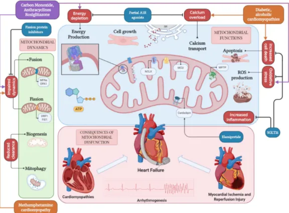 Figure 1. Pathways of mitochondrial dysfunction leading to cardiovascular disease. Mitochondria serve the cardiomy-
