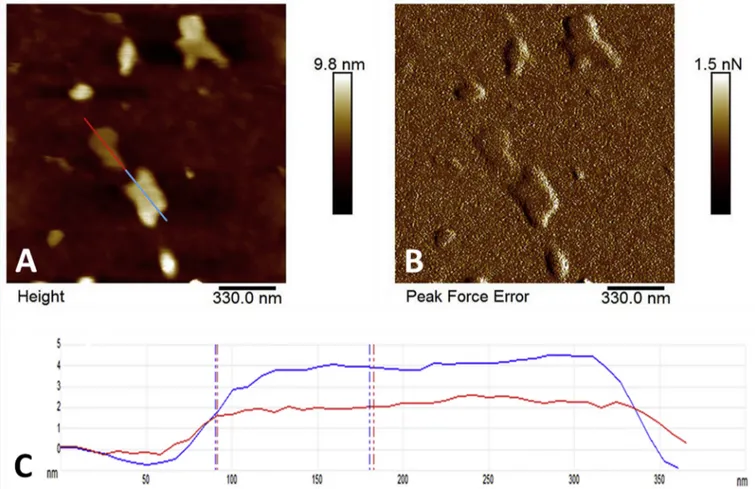 Fig. 1. AFM image, obtained operating in Peak Force QNM mode with ScanAsyst Air ® , of a 0.5 m g/mL dispersion deposited by spin coating onto a SiO 2 wafer (upper images) reporting