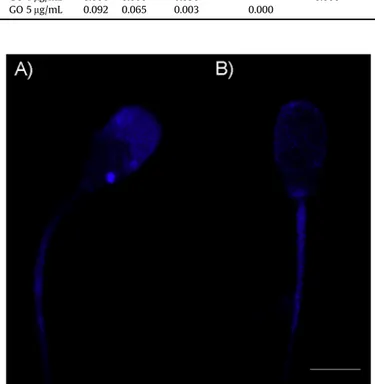 Fig. 5. Confocal micrograph of highly emitting spermatozoon (A) and low emitting spermatozoon (B) stained with ﬁlipin III