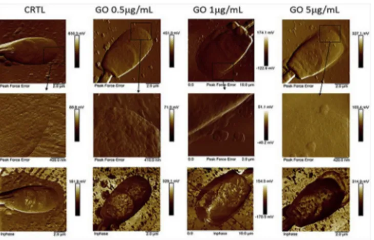 Fig. 8. AFM Peak Force error images of representative spermatozoa at T0 (images in the ﬁrst row) in the control and in the presence of 0.5, 1 and 5 m g/mL GO