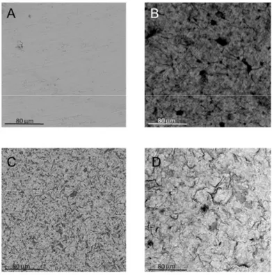 Figure 4. SEM images of (A) control; (B) control + GO; (C) test; and (D) test + GO discs