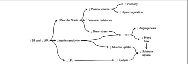 FIGURE 4 | SB, Sedentary behavior; LPA, light-intensity physical activity; LPL, lipoprotein lipase; NO, nitric oxide