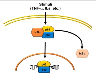 FIGURE 1 | Schematic representations of NF-κB activation. Several stimuli (see Table 2) activate the classical or canonical pathway, where the p50/p65 heterodimer is the most common signal.