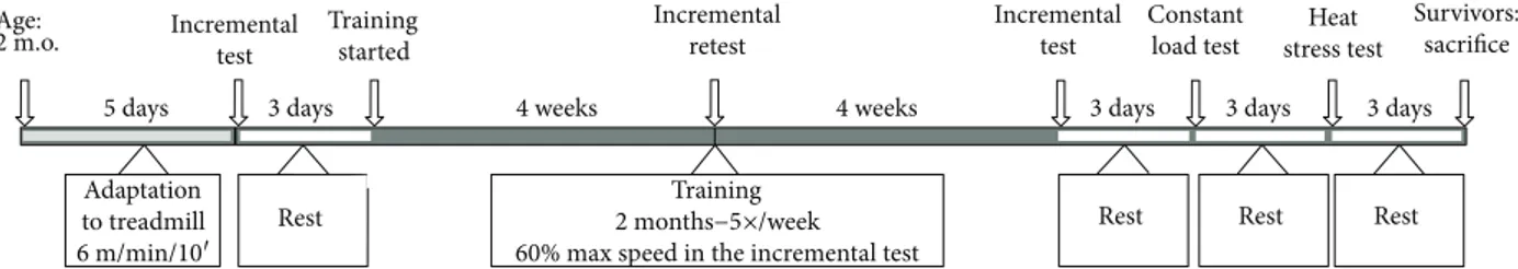 Figure 1: Schematic view of the experimental protocol. Two months old CASQ1-null male mice were randomly selected to perform 2 months of aerobic training