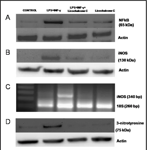 Figure 4. Influence of licochalcone C on iNOS signaling via NFkB. A. Western blot  detection NFkB nuclear protein extracts from THP-1 cells treated with  LPS (10 µg/mL)+ INF-γ (20 ng/mL) and licochalcone C (50 µM), either individually or  simultaneously (b