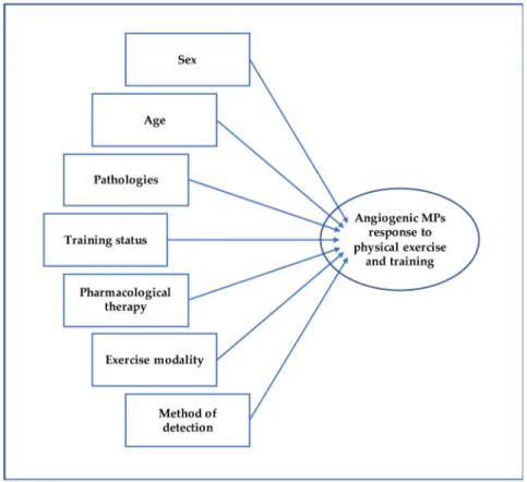 Figure 3. This figure shows the potential influencing factors affecting MPs following physical exercise and training.