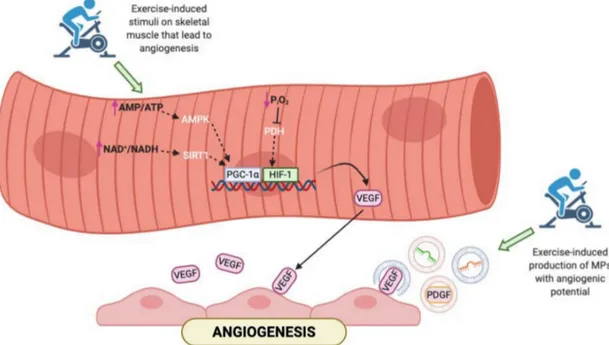 Figure 1. Representation of the main pathways activated in skeletal muscle in response to exercise
