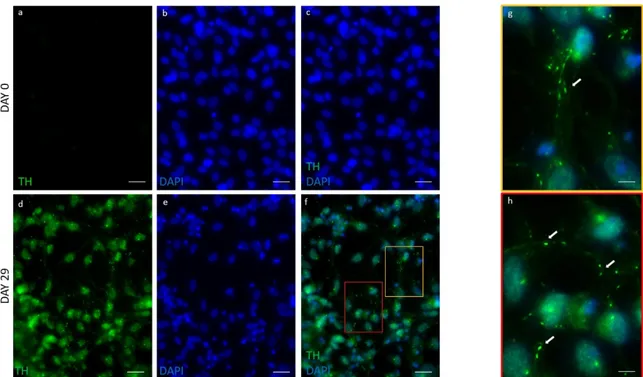 Figure 6. Immunofluorescent analysis of TH in hFM-MSCs-derived DA neuron-like cells. 