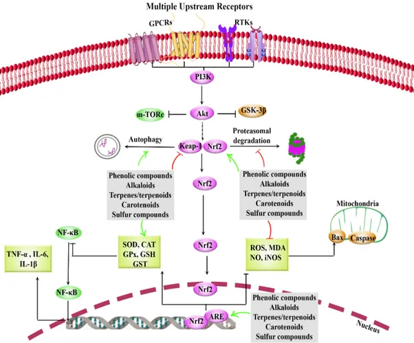 Figure 1. General overview of Nrf2/Keap1/ARE and interconnected pathways, how to be targeted by  phytochemicals