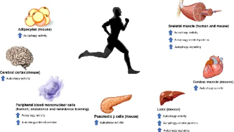 Figure 3. Effect of exercise on autophagy in multiple tissues. 