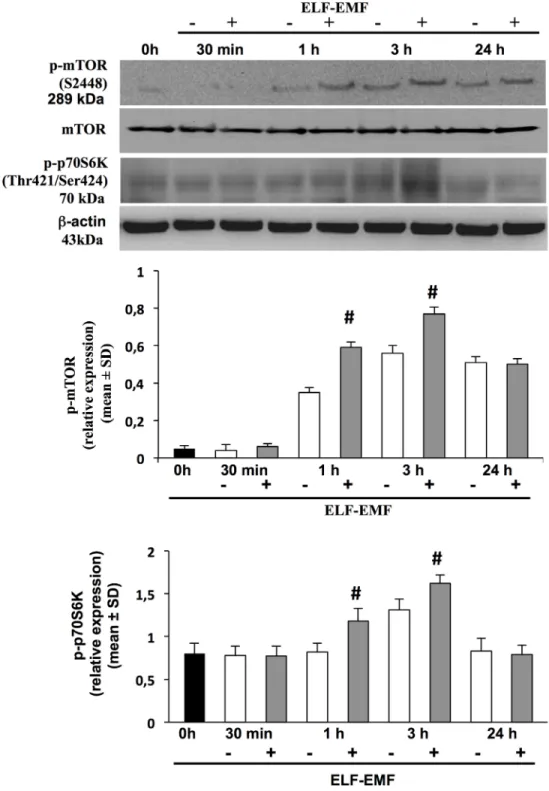 Fig 5. ELF-EMF exposure regulates phosphorilation of mTOR, p70S6k. Expression levels of mTOR and phosphorilated forms for mTOR (p-mTOR) and p70S6k (p-p70S6k) or ß-actin were analyzed by Western blotting, in total lysates derived from HaCaT cells exposed or