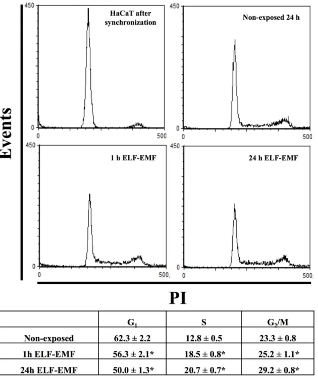 Fig 1. Cell cycle analysis. Flow cytometry cell cycle analysis of HaCaT cells exposed to ELF-EMF (1 mT, 50 Hz) for 1 and 24 h, using PI (40 μg/ml) as probe