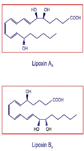 FIGURE 1. Chemical structures of lipoxin A 4  and B 4 . 