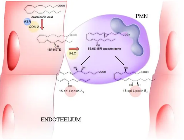 FIGURE 4. ATL biosynthetic pathway during interactions between aspirin-treated endothelial cells and PMNs