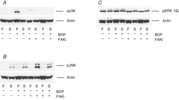 Figure 7. The BDP-induced activation of p38 MAPK is mediated through focal adhesion kinase (FAK) Western blots showing the effects of pre-treating fast-twitch (F) and slow-twitch (S) muscle fibre bundles with 10 μ M FAK inhibitor (FAKi) 14, for 10 min, on 