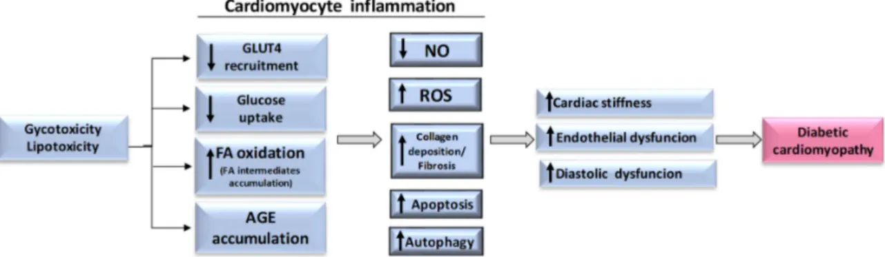 Figure 1. Glycotoxicity/lipotoxicity-induced  events at cardiomyocyte level.  A “maladaptive”  proinflammatory response occurs in cardiomyocytes under persistent stressful challenge, like  diabetes