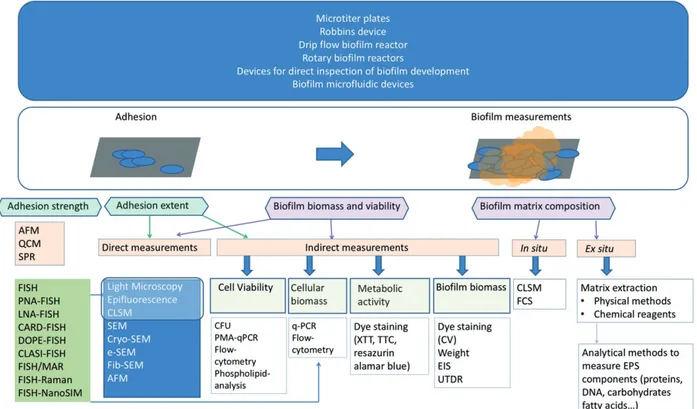 Figure 1. Overview of methods to grow and characterize biofilms, which includes different biofilm devices, methods to assess adhesion extent and strength, and techniques to measure biofilm biomass, viability and matrix composition