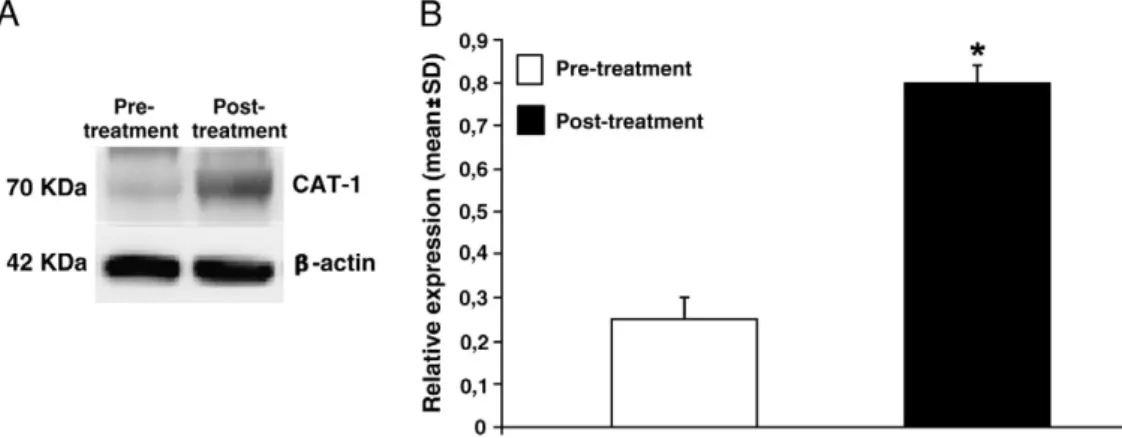 Fig. 2. Expression of the cationic amino acid transporter CAT-1 in PBMC of patients with diagnosis of acute congestive heart failure