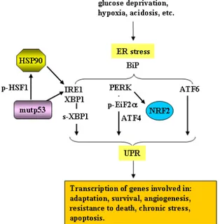 Figure 2. Molecular mechanisms of ER stress unfolded protein response (UPR) pathways. Following  internal or external stimuli that induce ER stress, BiP detaches from the three main sensors of UPR,  localized at the ER membrane, and active them: inositol-r