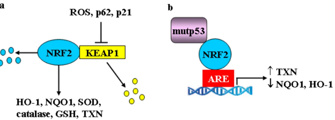 Figure 3. Mutant p53 and the NRF2 signaling. (a) NRF2 undergoes protein degradation following  interaction with KEAP1 that can be released by oxidative stress and reactive oxygen species (ROS)  generation or by p62- and p21-induced noncanonical KEAP1 degra