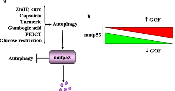 Figure 4. Interplay between mutp53 and autophagy and the effect of mutp53 stability/degradation