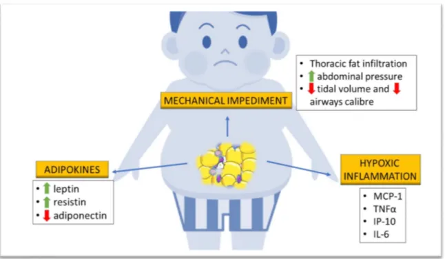 Figure 1. Pathological mechanisms of obesity that might influence lung function in children