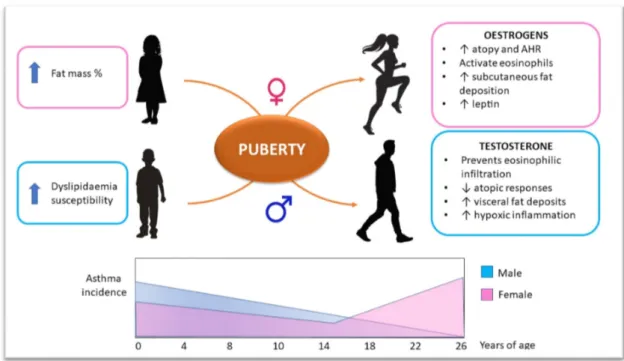 Figure 2. Sex hormones influence on the obesity–asthma link in children. Before puberty, asthma  incidence is higher in males