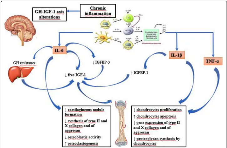 Fig. 1 Effects of pro- inflammatory cytokines on GH-IGF1 axis. GH (Growth Hormone); IGF-1 (Insulin-like Growth Factor-1); IGFBP-1 (Insulin-like Growth Factor Binding Protein-1); IGFBP-3 (Insulin-like Growth Factor Binding Protein-3); IL-6 (Interleukin-6); 