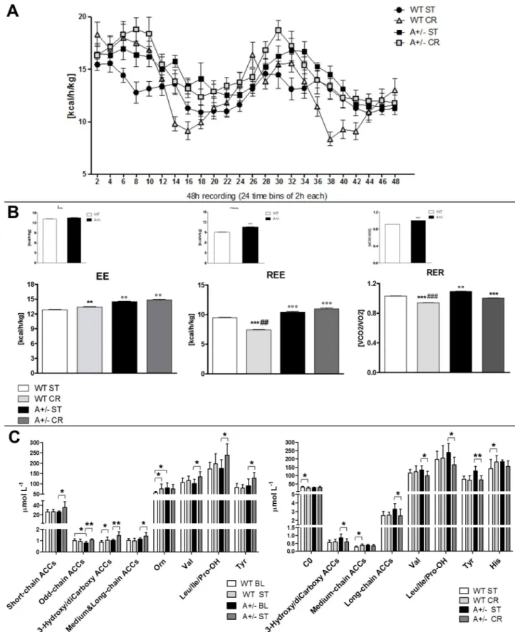 Fig 3. Energy and metabolic profile of WT and Ambra1 (A) Continuous 48-h recording energy expenditure (EE) in WT (ST and CR) and A+/- (ST and CR) mice assessed via the indirect calorimetry at D7 postCCI
